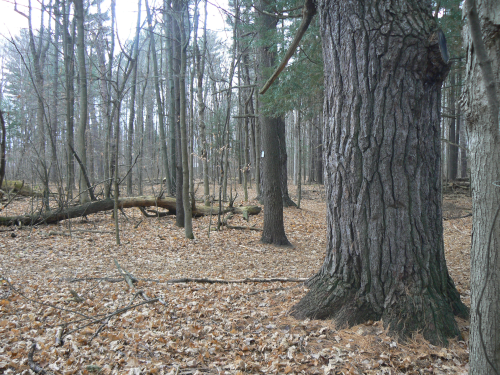 Autumn Forest