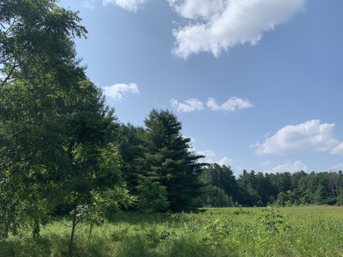 Forest Meadow